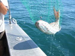 Nettin' a snapper